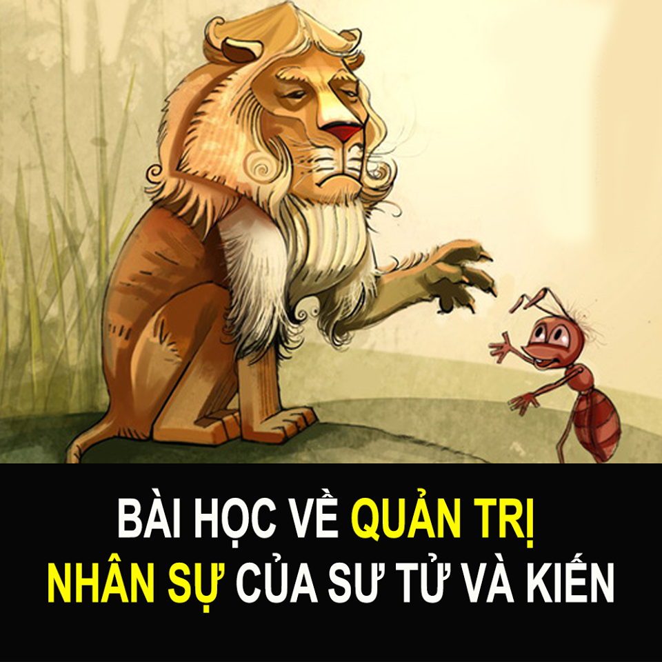 Quản trị nhân sự của Sư tử và Kiến